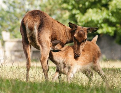 פאזל של Feeding Red Deer