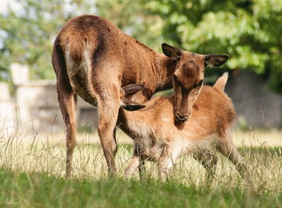 Feeding Red Deer