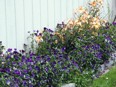 פאזל של Backyard Flowers