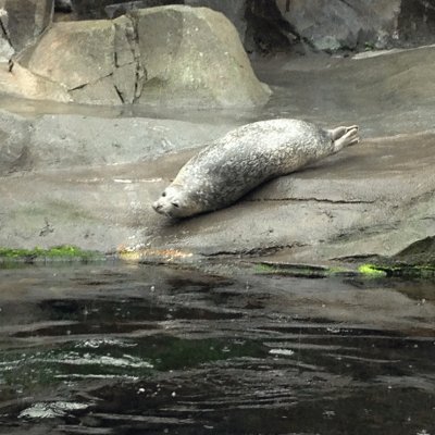 Harbor Seal, SeaLIfe Center Seward Alaska