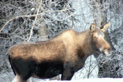 You Looking at Me? Moose jigsaw puzzle