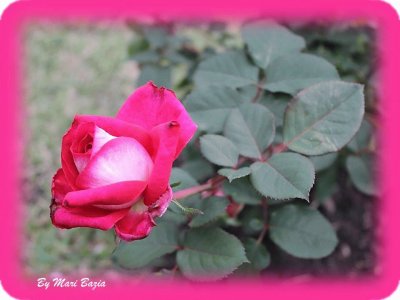 ROSA ROSA jigsaw puzzle