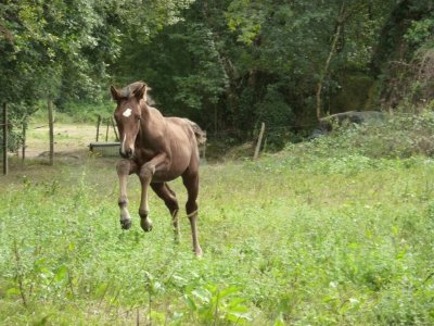 פאזל של CHEVAL