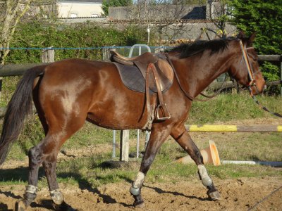 פאזל של cheval au travail