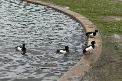 patitos