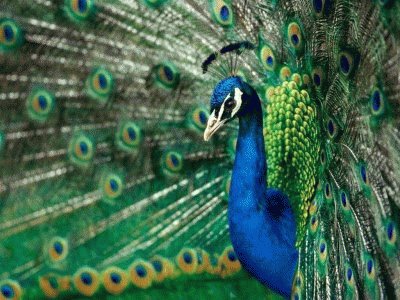 pavo real