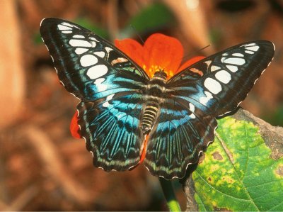 mariposas jigsaw puzzle