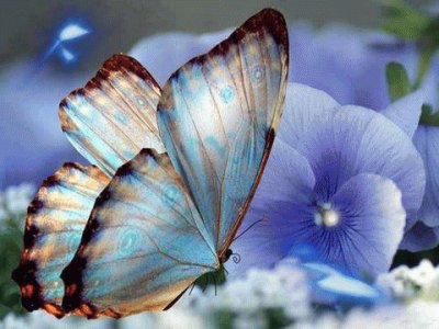 mariposas jigsaw puzzle