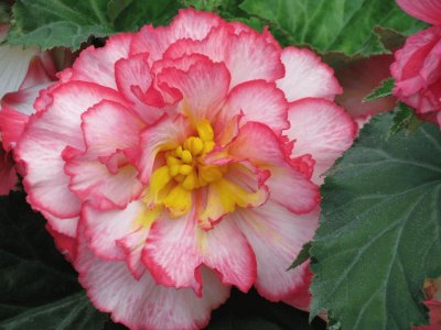 begonia jigsaw puzzle