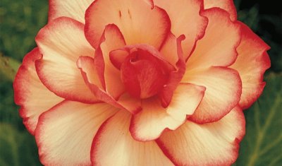 begonia jigsaw puzzle