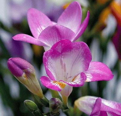 fresias jigsaw puzzle