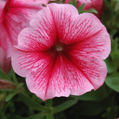 petunia jigsaw puzzle