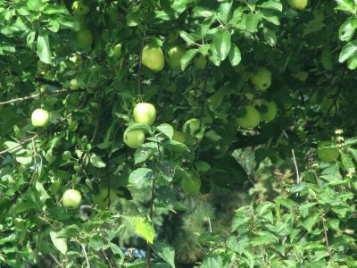 Lots of apples this year!