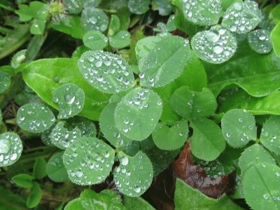 פאזל של Clover in the morning dew