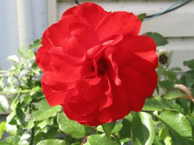 פאזל של Really red rose!