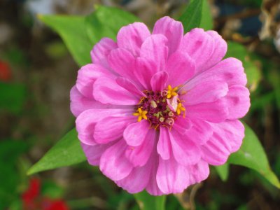 פאזל של Zinnia