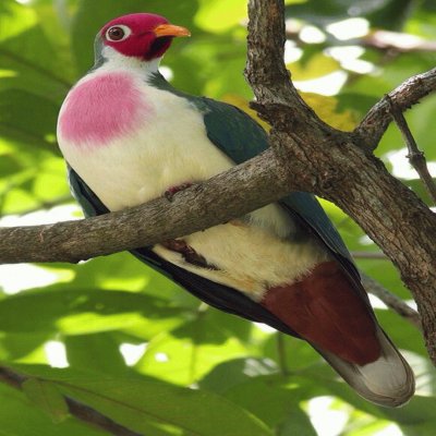 פאזל של Bleeding heart dove36