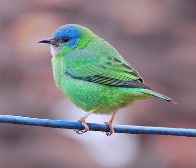 dacnis cayana