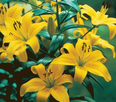 lilium
