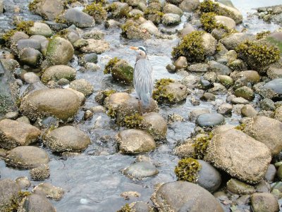 bird jigsaw puzzle