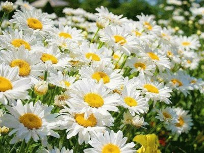 Field of Daisy 's