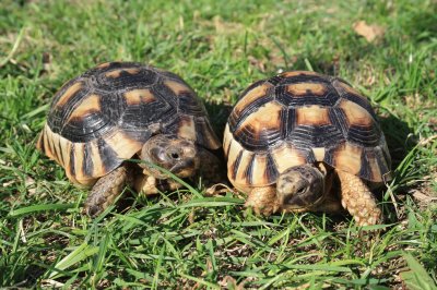 testudo marginata