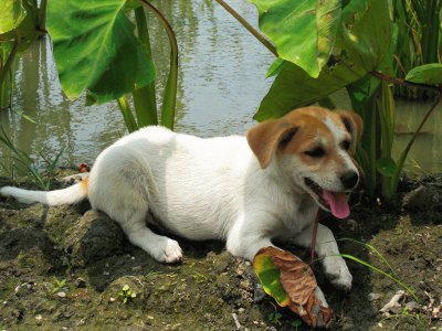 Puppy jigsaw puzzle