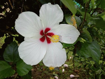 Flor Blanca