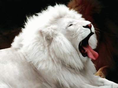 leon albino