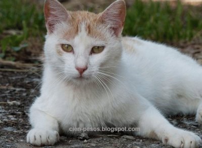 פאזל של gato blanco