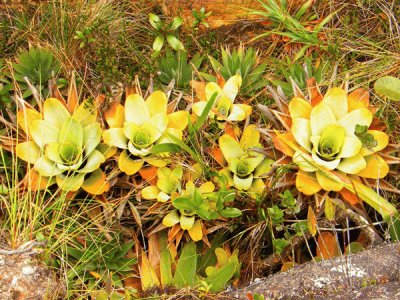 Flores Roraima jigsaw puzzle