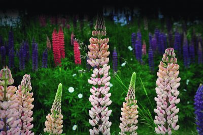 Blumen 10
