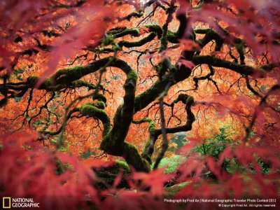 NATUREZA jigsaw puzzle