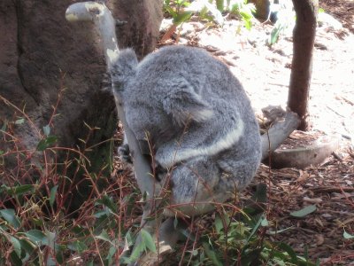 פאזל של Koala
