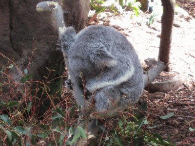 Koala jigsaw puzzle