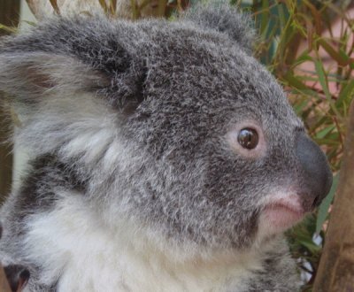 פאזל של Koala Bear