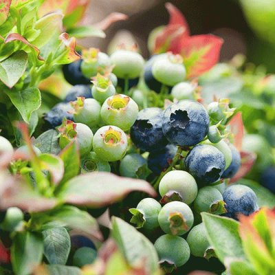 Berries jigsaw puzzle
