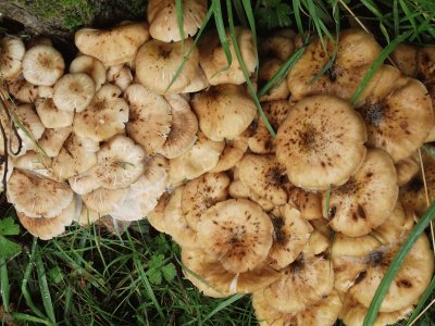 champignons jigsaw puzzle