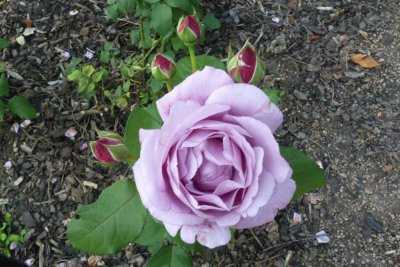 Flower jigsaw puzzle