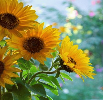 girasol jigsaw puzzle