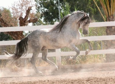 caballo espaÃ±ol