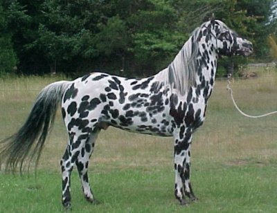 caballo frison