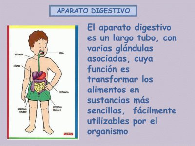 פאזל של aparato digestivo 2