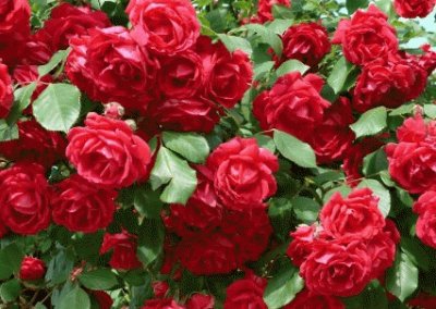 rosas