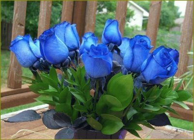 rosas