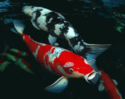 Koi Fish