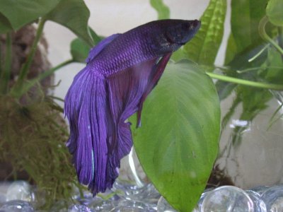 פאזל של Purple Fish