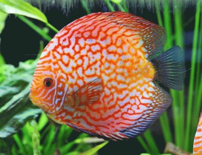 Discus