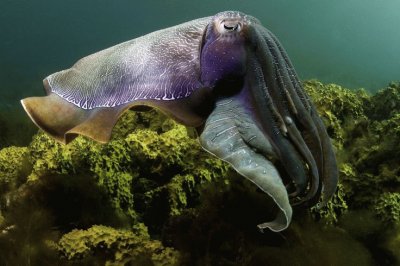 Cuttlefish jigsaw puzzle