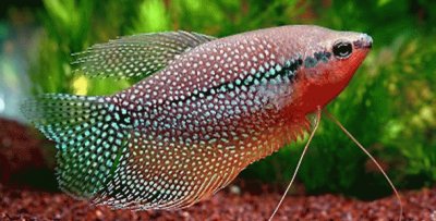 Gourami jigsaw puzzle